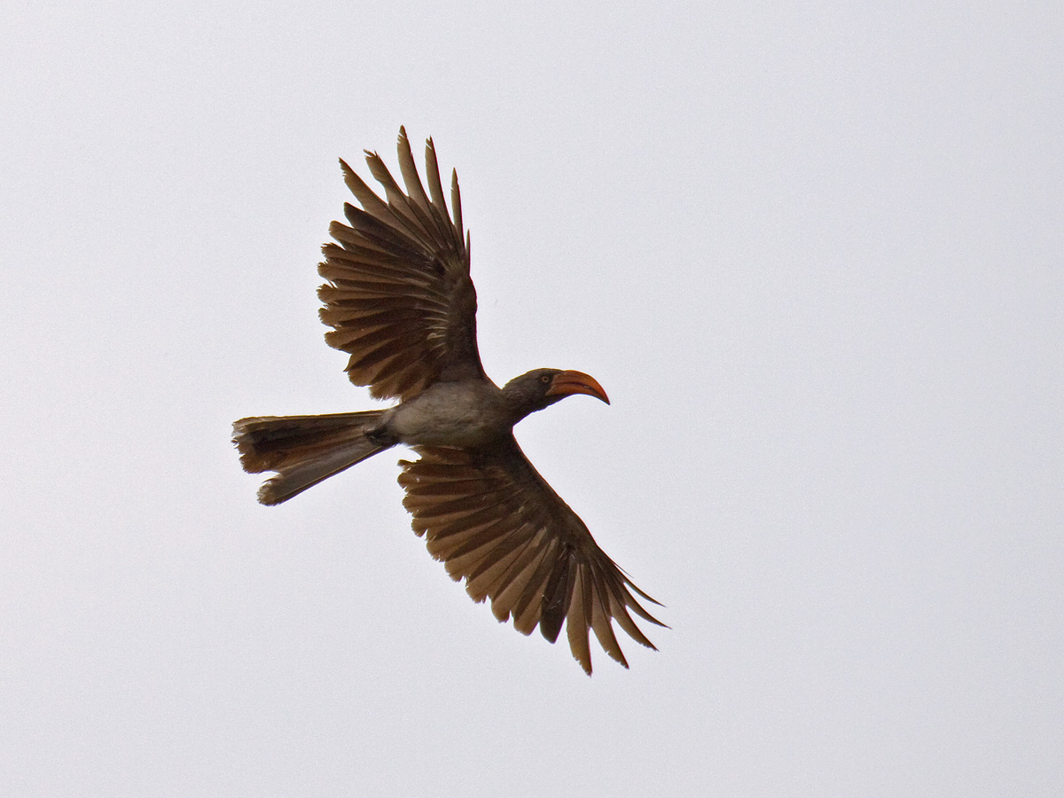 Bradfield's Hornbill