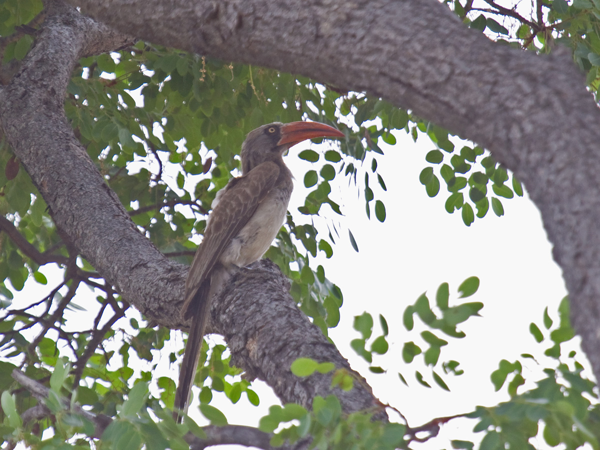 Bradfield's Hornbill