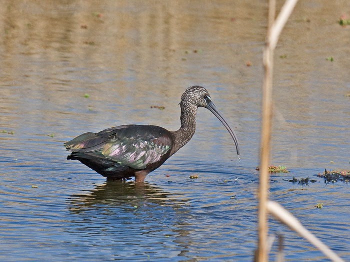 Glossy Ibis