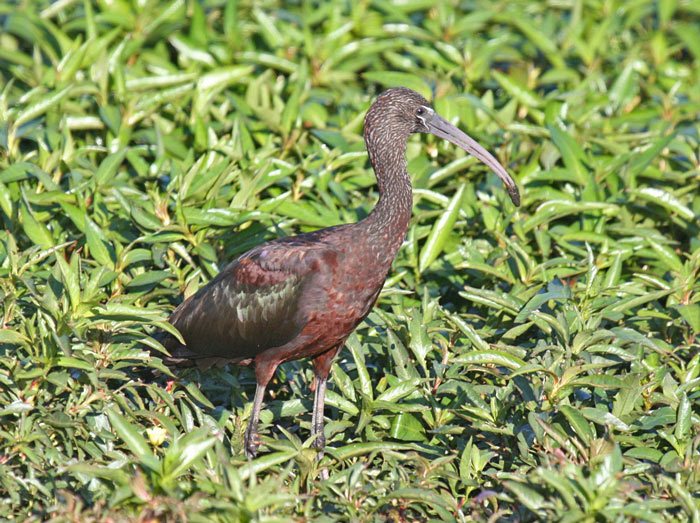 Glossy Ibis