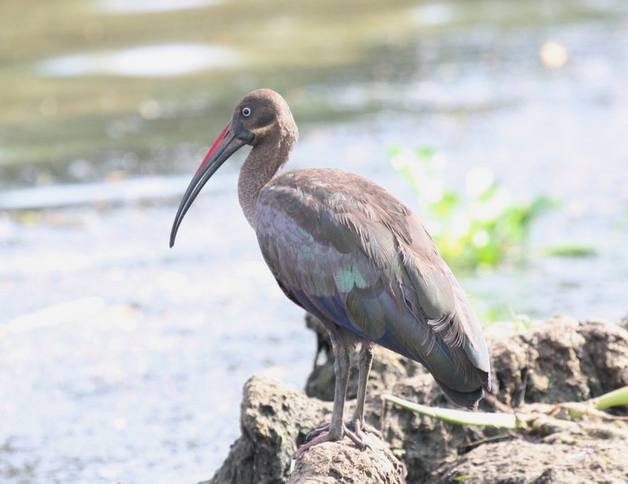 Hadeda Ibis