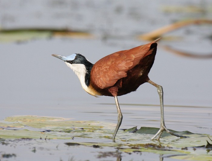 African JacanaCanon 40D400mm focal length