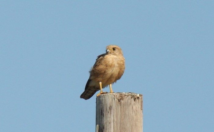 Greater KestrelCanon 40DFocal length 400mm