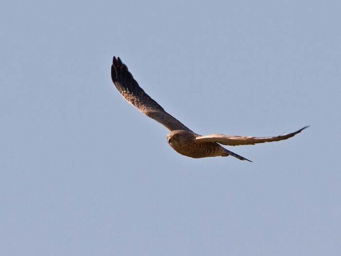 Greater KestrelCanon 7DFocal length 420mm1/1250 sec exposureF7.1ISO 320