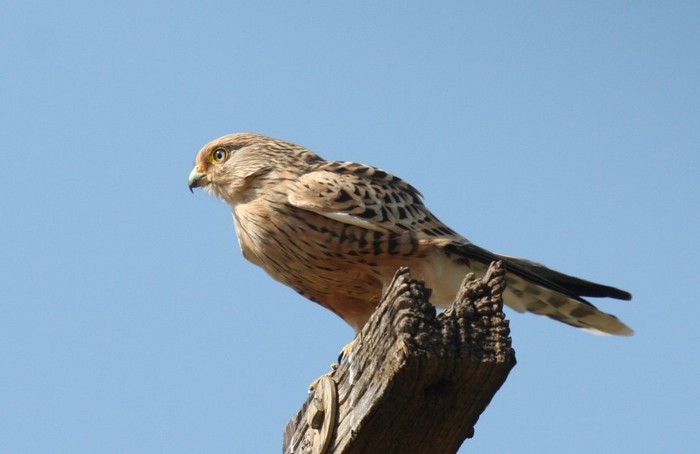 Greater KestrelCanon 40DFocal length 400mm