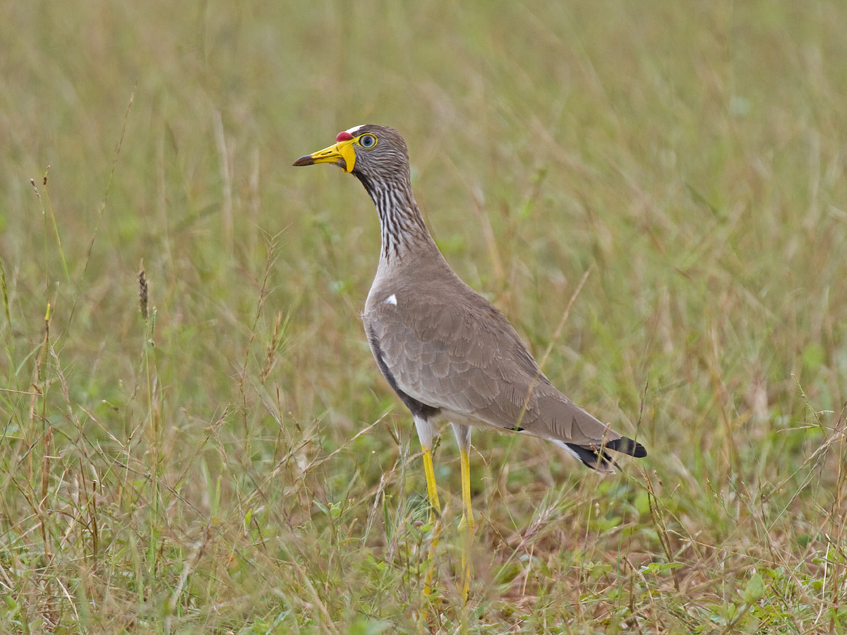 African Wattled LapwingCanon 7DFocal length 600mm1/500 sec exposureF5.6ISO 200