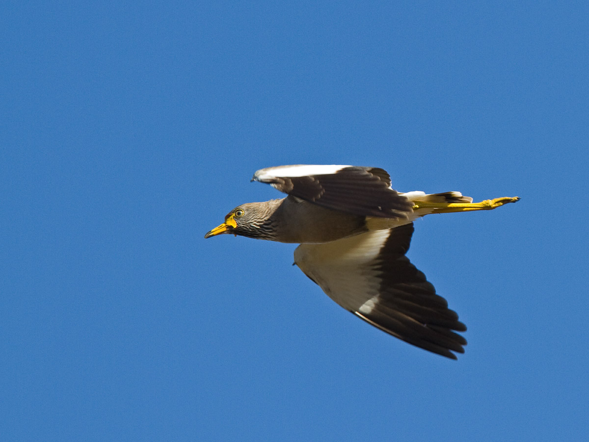African Wattled LapwingCanon 7DFocal length 420mm1/800 sec exposureF5ISO 320