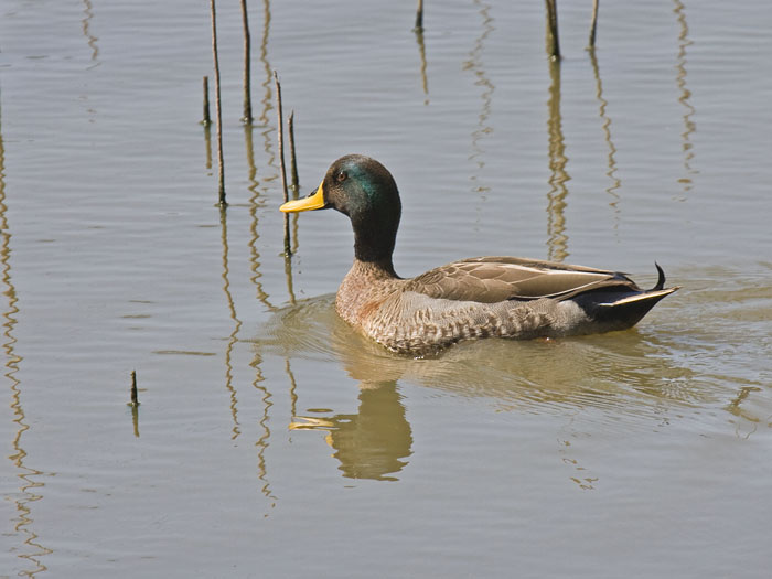 Yellow-billed Duck