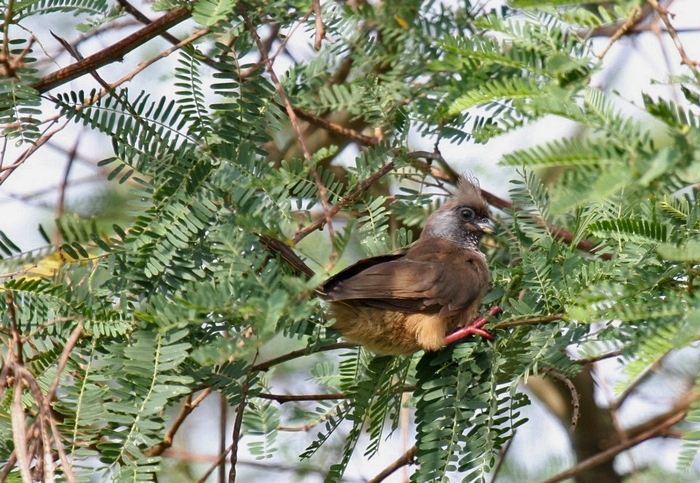 Speckled Mousebird