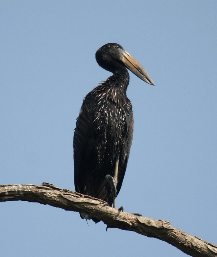 African Openbill