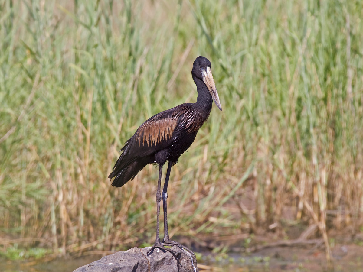 African OpenbillCanon 50DFocal length 400mm1/400 sec exposureF8ISO 320