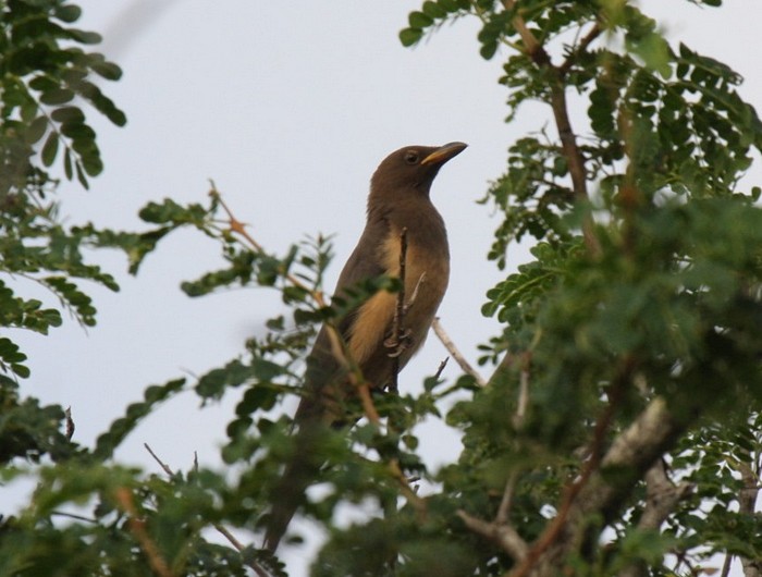 Red-billed Oxpecker