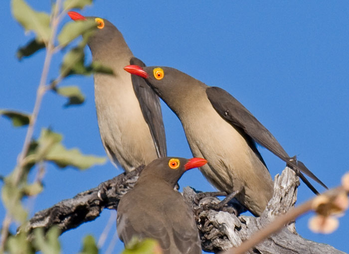 Red-billed Oxpecker