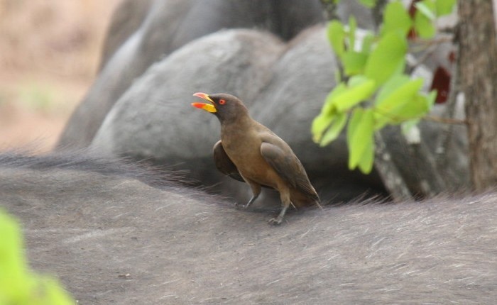Yellow-billed Oxpecker