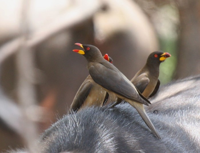 Yellow-billed Oxpecker