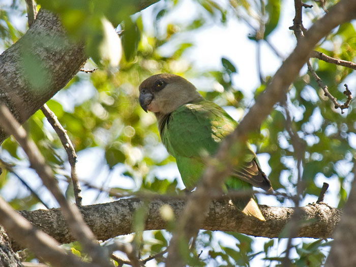Brown-headed Parrot