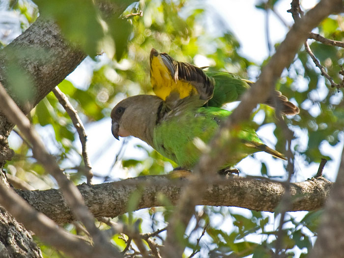Brown-headed Parrot