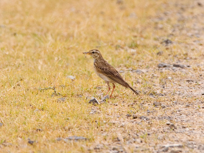 Kimberley PipitCanon 50D420mm focal length1/500 sec exposureF7.1ISO 400