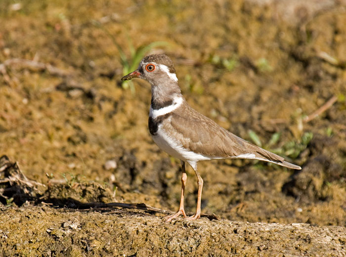 Three-banded Plover