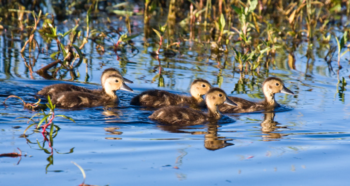 Southern Pochard