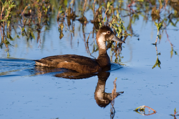 Southern Pochard