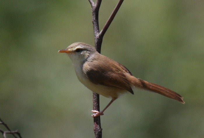 Tawny-flanked Prinia