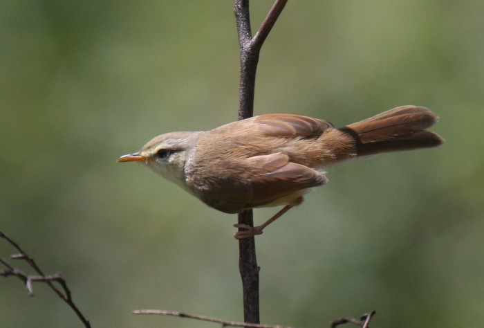 Tawny-flanked Prinia