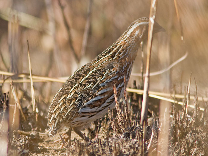 Common Quail