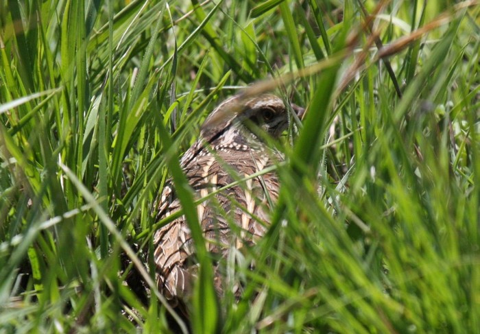 Common Quail