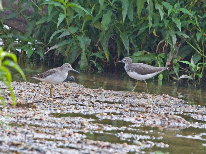 Wood and Green SandpiperCanon 50D375mm focal length1/200 sec exposureF7.1ISO 640