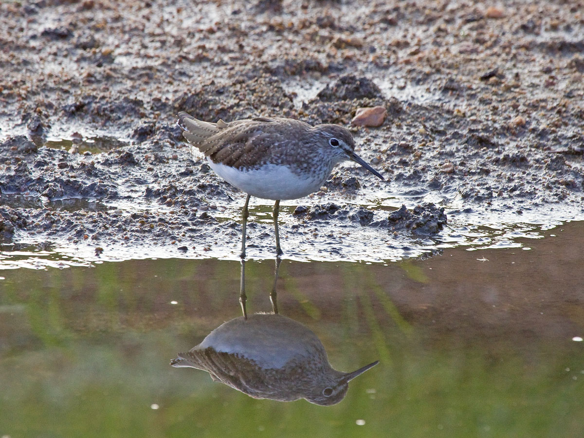 Green SandpiperCanon 50D400mm focal length1/250 sec exposureF7.1ISO 640