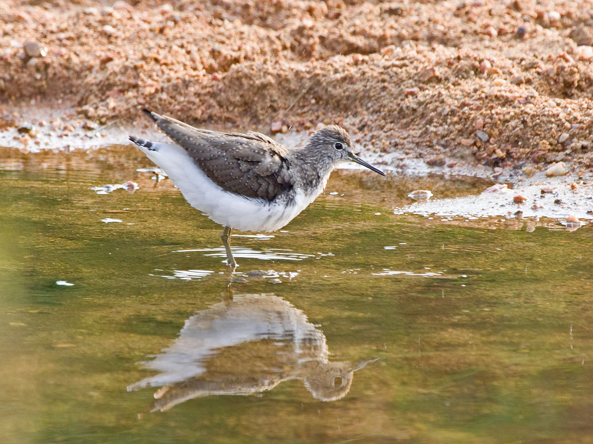 Green SandpiperCanon 50D375mm focal length1/250 sec exposureF7.1ISO 400