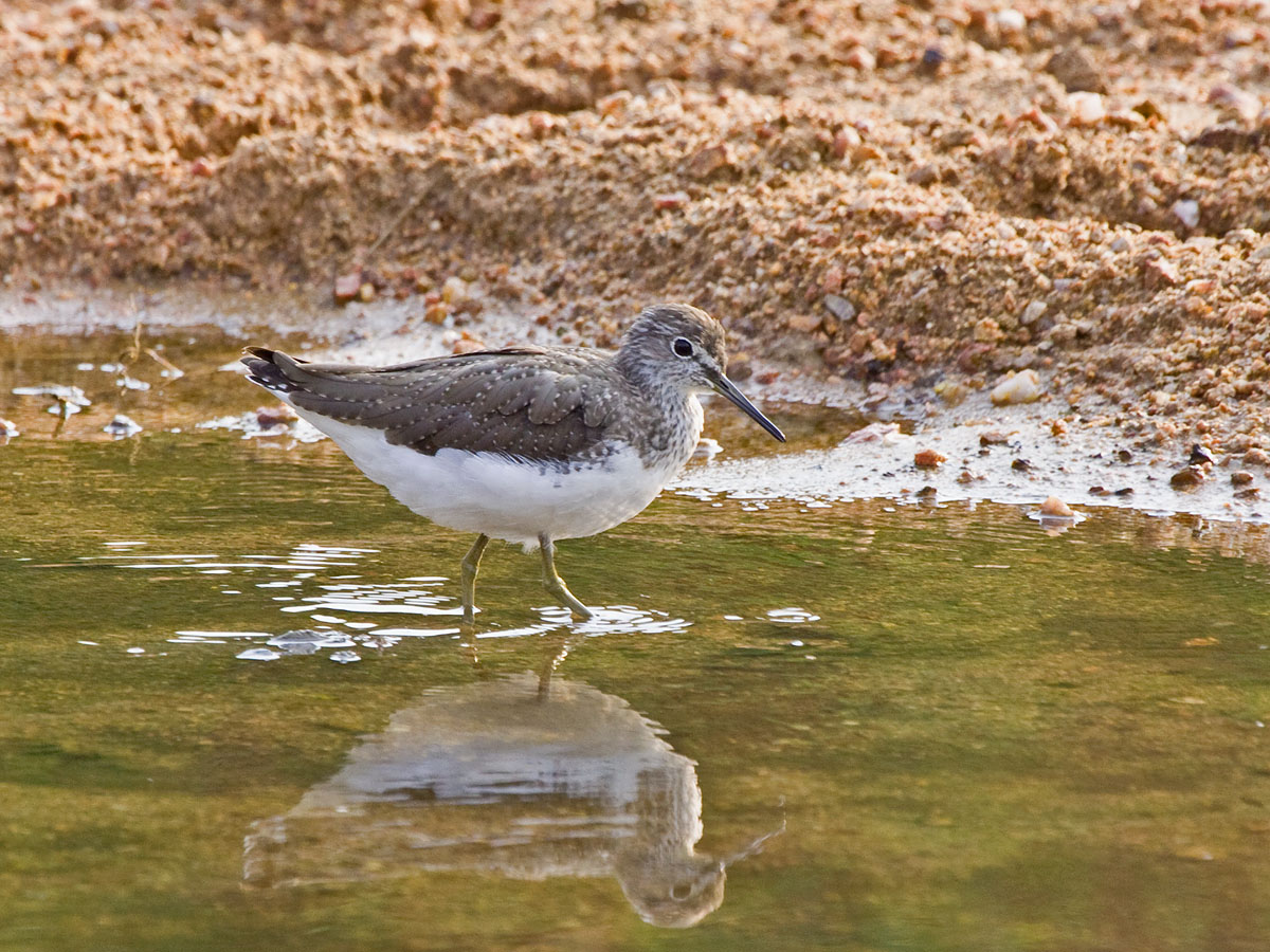 Green SandpiperCanon 50D400mm focal length1/250 sec exposureF7.1ISO 640