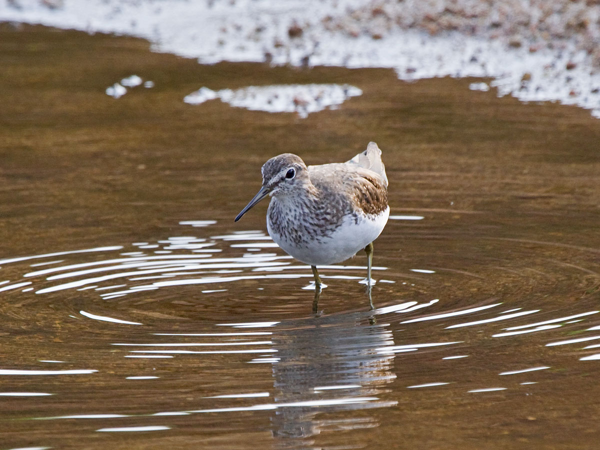 Green SandpiperCanon 50D375mm focal length1/400 sec exposureF7.1ISO 400