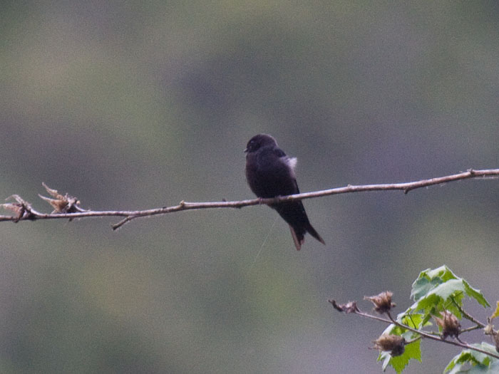 Black Saw-wing