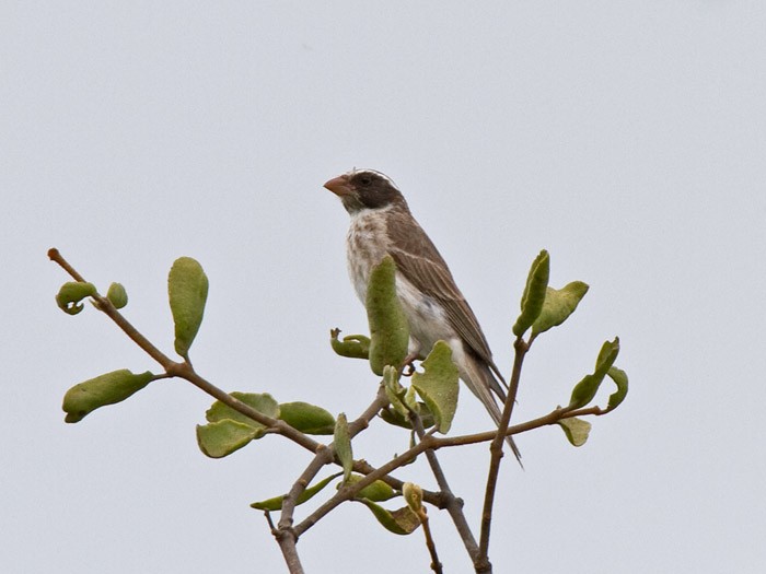 Black-eared SeedeaterCanon 7D600mm focal length1/200 sec exposureF10ISO 200