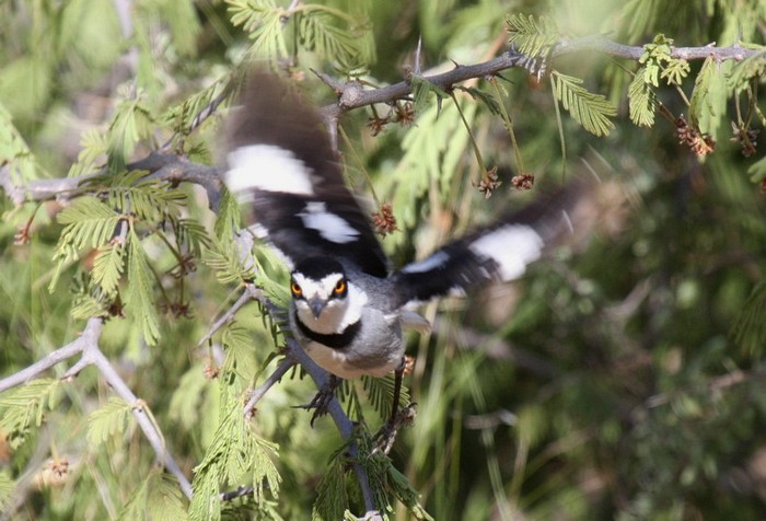 White-tailed Shrike