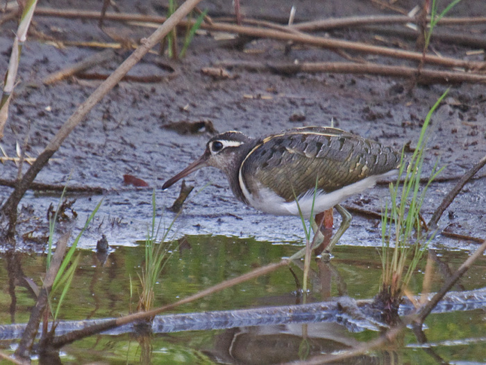 Greater Painted-snipe