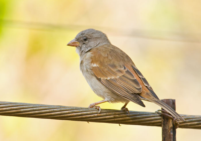 Southern Grey-headed Sparrow