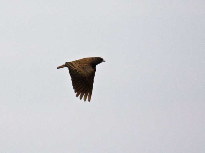 Black-eared Sparrowlark