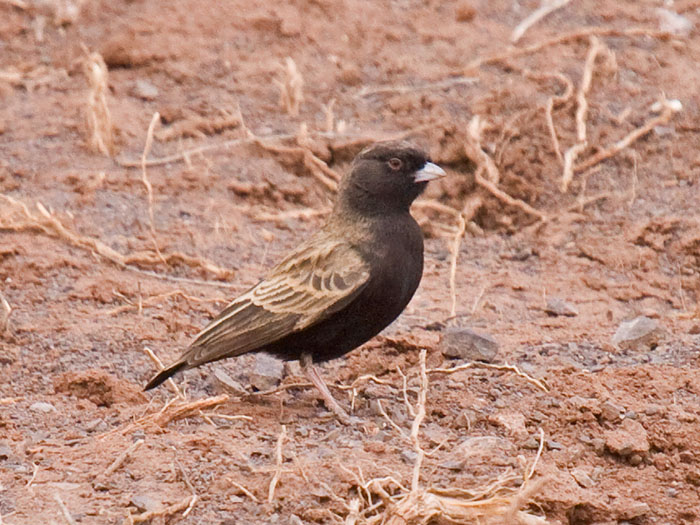 Black-eared Sparrowlark
