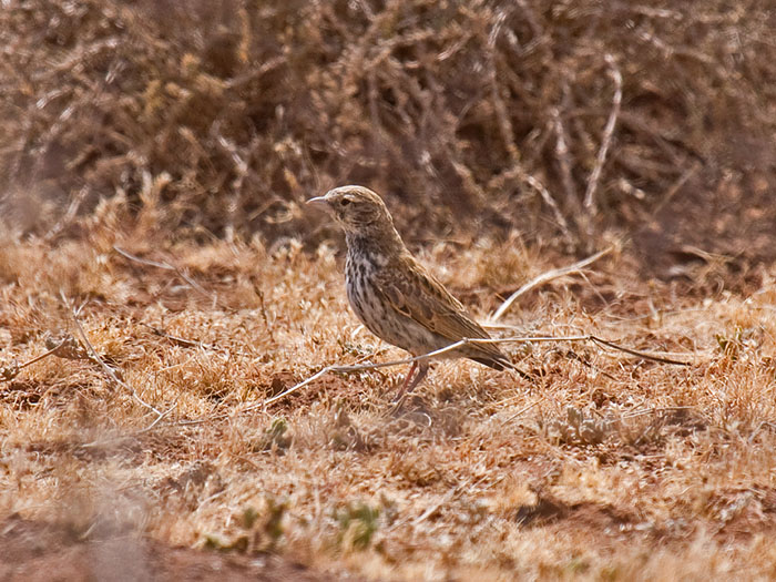 Black-eared Sparrowlark