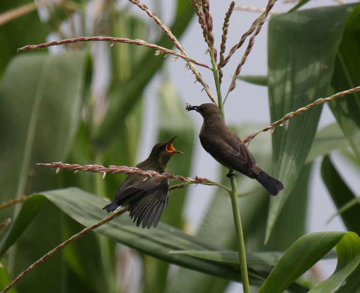 Copper Sunbird