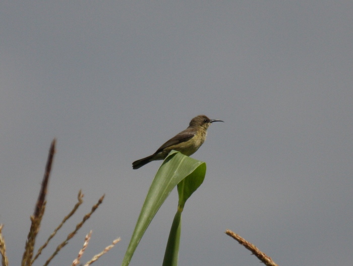 Copper Sunbird