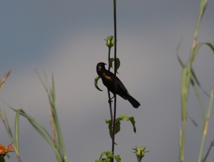 Copper Sunbird