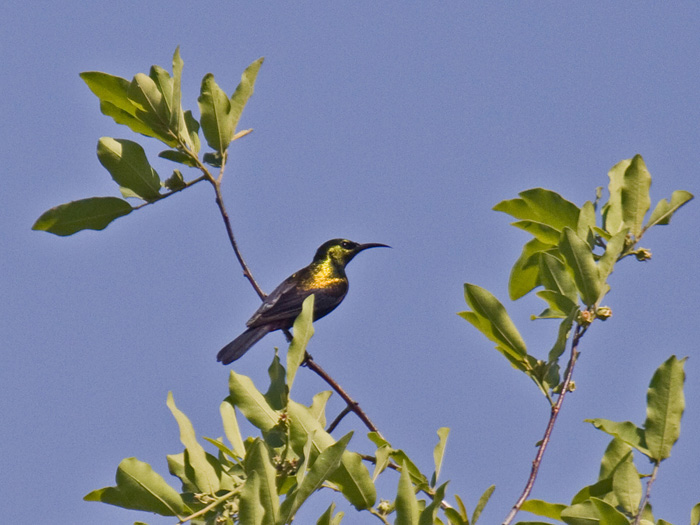 Copper Sunbird