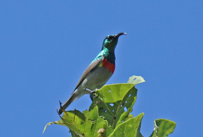 Miombo Double-collared Sunbird