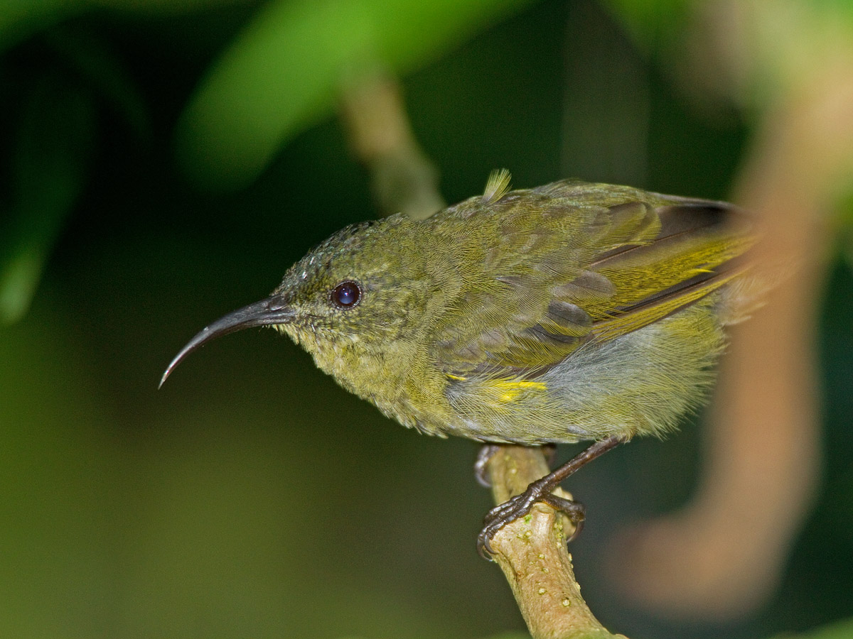 Western Olive SunbirdCanon 7D600mm focal length1/100 sec exposureF5.6ISO 400