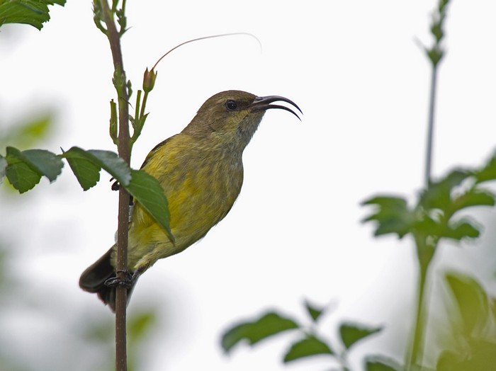 Variable SunbirdCanon 7D600mm focal length1/250 sec exposureF7.1ISO 200