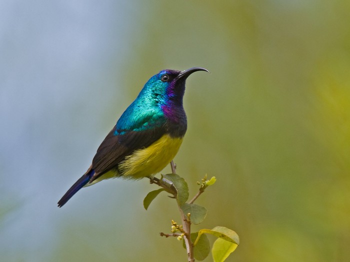 Variable SunbirdCanon 7D600mm focal length1/200 sec exposureF7.1ISO 200